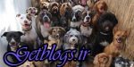 تصاویر) + مسابقه گزینش زشت‌ترین سگ دنیا (